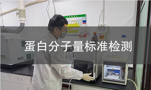 蛋白分子量标准检测
