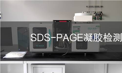SDS-PAGE凝胶检测