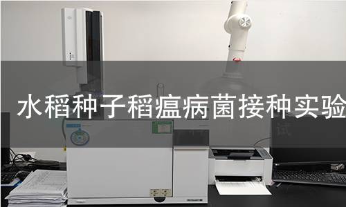 水稻种子稻瘟病菌接种实验