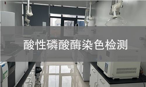 酸性磷酸酶染色检测