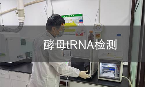 酵母tRNA检测