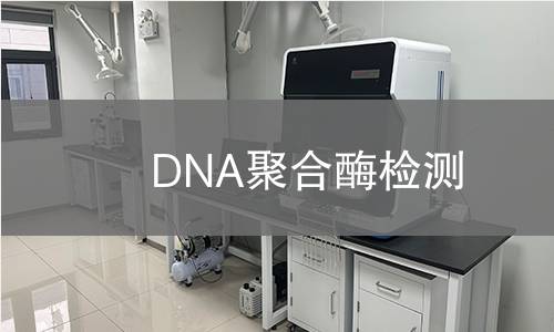 DNA聚合酶检测
