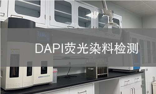 DAPI荧光染料检测